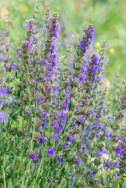 Hyssopus officinalis