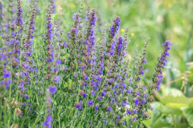 Hyssopus officinalis