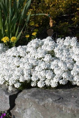 Iberis toujours vert Iberis sempervirens 5-10 pot P9 Iberis sempervirens