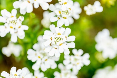 Iberis toujours vert Iberis sempervirens 5-10 pot P9 Iberis sempervirens