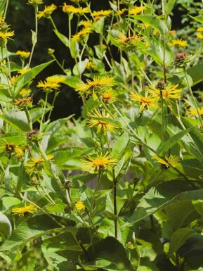 Inule géante Inula magnifica 5-10 pot P9 Inula magnifica