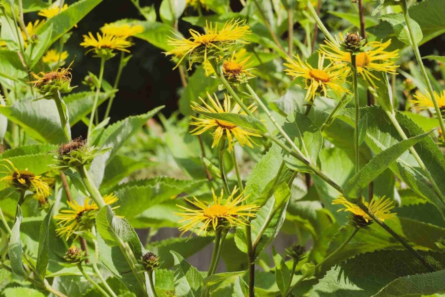 Inule géante Inula magnifica 5-10 pot P9 Inula magnifica