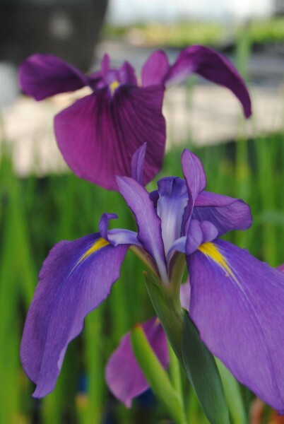 Iris du japon Iris ensata 5-10 pot P9 Iris ensata