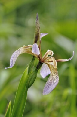 Iris fétide Iris foetidissima 5-10 pot P9 Iris foetidissima