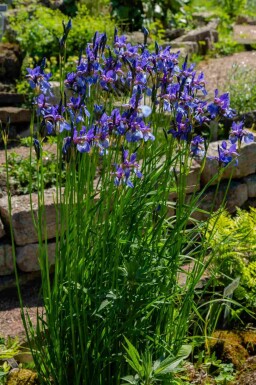 Iris de sibérie Iris sibirica 'Blue King' 5-10 pot P9 Iris sibirica 'Blue King'