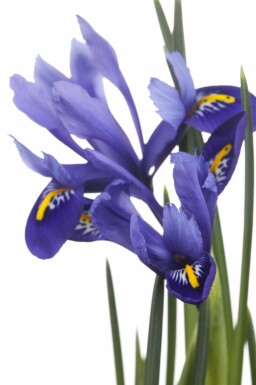 Iris des marais Iris versicolor 5-10 pot P9 Iris versicolor