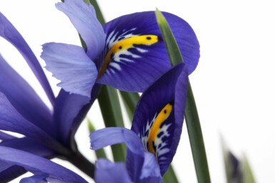 Iris des marais Iris versicolor 5-10 pot P9 Iris versicolor