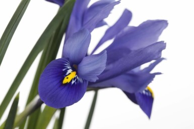 Iris des marais Iris versicolor 5-10 pot P9 Iris versicolor