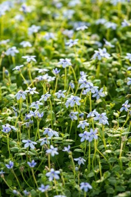 Étoile bleue Isotoma fluviatilis 5-10 pot P9 Isotoma fluviatilis