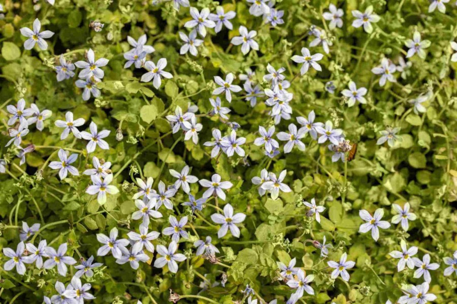 Étoile bleue Isotoma fluviatilis 5-10 pot P9 Isotoma fluviatilis