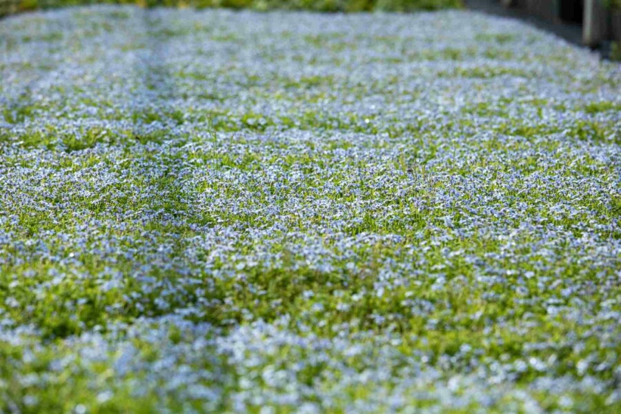 Étoile bleue Isotoma fluviatilis 5-10 pot P9 Isotoma fluviatilis