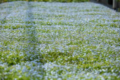 Étoile bleue Isotoma fluviatilis 5-10 pot P9 Isotoma fluviatilis