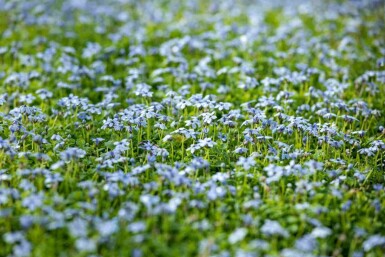 Étoile bleue Isotoma fluviatilis 5-10 pot P9 Isotoma fluviatilis