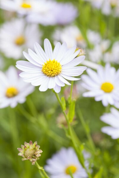 Aster de chine Kalimeris incisa 'Charlotte' 5-10 pot P9 Kalimeris incisa 'Charlotte'