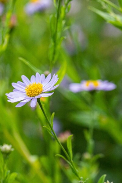 Aster incisé Kalimeris incisa 5-10 pot P9 Kalimeris incisa