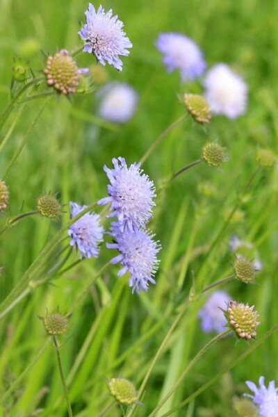 Knautie des champs Knautia arvensis 5-10 pot P9 Knautia arvensis