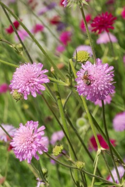 Knautie de macédoine Knautia macedonica 'Melton Pastels' 5-10 pot P9 Knautia macedonica 'Melton Pastels'