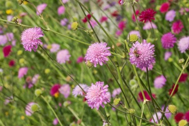 Knautie de macédoine Knautia macedonica 'Melton Pastels' 5-10 pot P9 Knautia macedonica 'Melton Pastels'