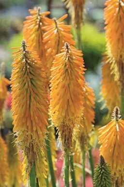 Tison de Satan Kniphofia uvaria 'Mango Popsicle' 5-10 pot P9 Kniphofia uvaria 'Mango Popsicle'