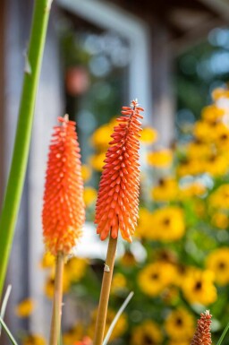 Tison de Satan Kniphofia uvaria 5-10 pot P9 Kniphofia uvaria