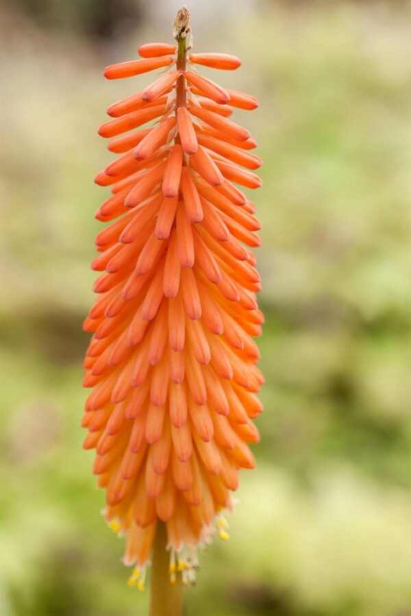 Tison de Satan Kniphofia uvaria 5-10 pot P9 Kniphofia uvaria