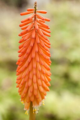 Tison de Satan Kniphofia uvaria 5-10 pot P9 Kniphofia uvaria