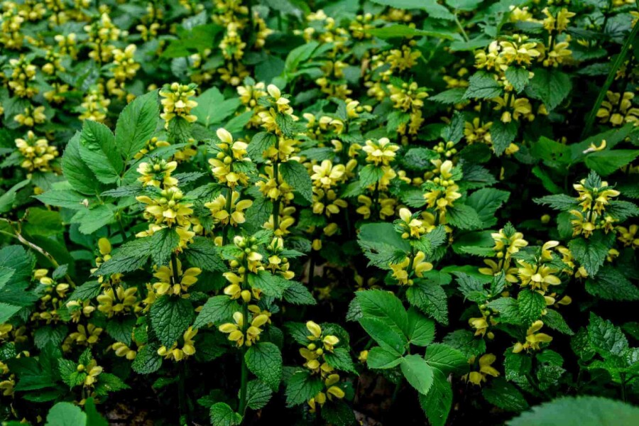 Lamier jaune Lamiastrum galeobdolon 5-10 pot P9 Lamiastrum galeobdolon