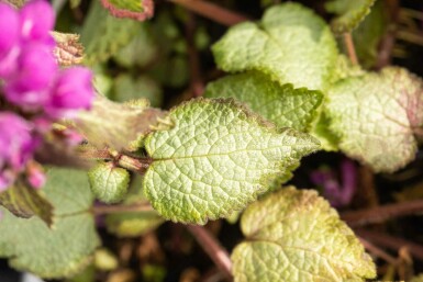 Lamier tacheté Lamium maculatum 'Beacon Silver' 5-10 pot P9 Lamium maculatum 'Beacon Silver'