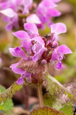 Lamier maculé Lamium maculatum 5-10 pot P9 Lamium maculatum