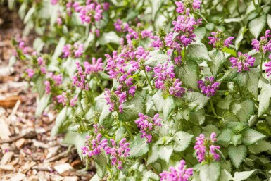 Lamier maculé Lamium maculatum 5-10 pot P9 Lamium maculatum