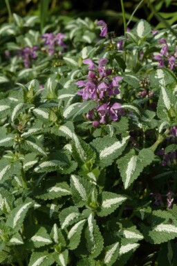 Ortie blanche Lamium maculatum 'Roseum' 5-10 pot P9 Lamium maculatum 'Roseum'