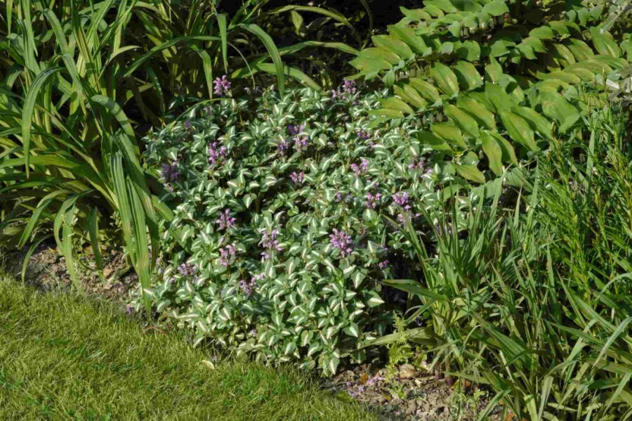 Ortie blanche Lamium maculatum 'Roseum' 5-10 pot P9 Lamium maculatum 'Roseum'