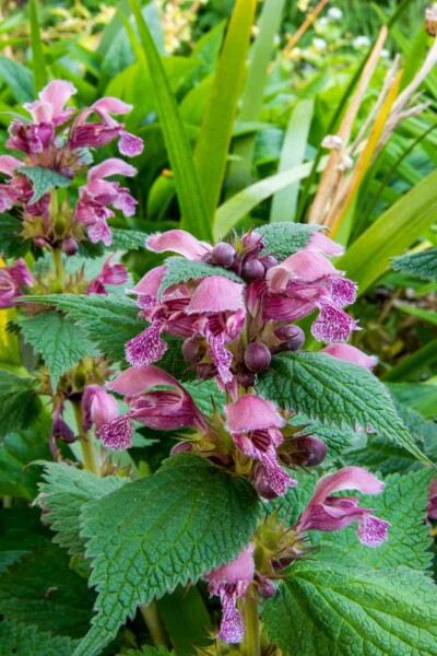 Lamier Lamium orvala 5-10 pot P9 Lamium orvala