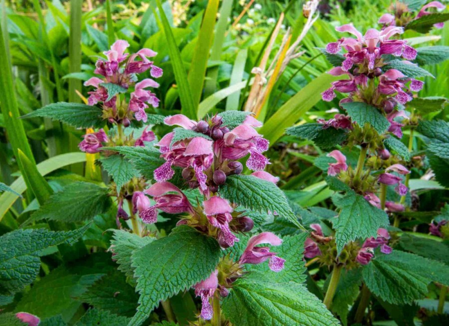 Lamier Lamium orvala 5-10 pot P9 Lamium orvala