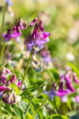Pois vivace Lathyrus vernus 5-10 pot P9 Lathyrus vernus