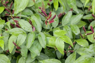 Pois vivace Lathyrus vernus 5-10 pot P9 Lathyrus vernus