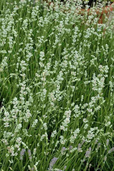 Lavande vraie Lavandula angustifolia 'Alba' 5-10 pot P9 Lavandula angustifolia 'Alba'