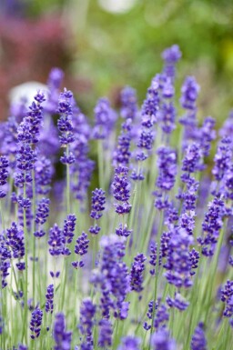 Lavande vraie Lavandula angustifolia 5-10 pot P9 Lavandula angustifolia