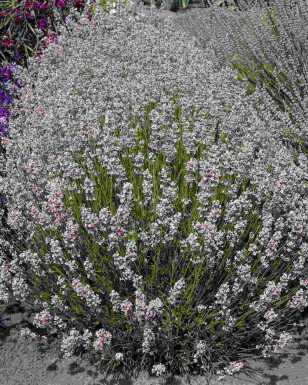 Lavande vraie Lavandula angustifolia 'Rosea' 5-10 pot P9 Lavandula angustifolia 'Rosea'