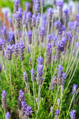 Lavande dentée Lavandula dentata 'Royal Crown' 5-10 pot P9 Lavandula dentata 'Royal Crown'
