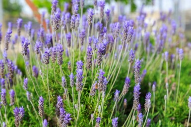 Lavande dentée Lavandula dentata 'Royal Crown' 5-10 pot P9 Lavandula dentata 'Royal Crown'