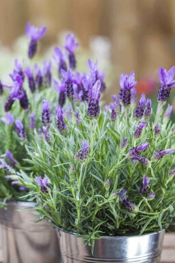 Lavande papillon Lavandula stoechas 5-10 pot P9 Lavandula stoechas