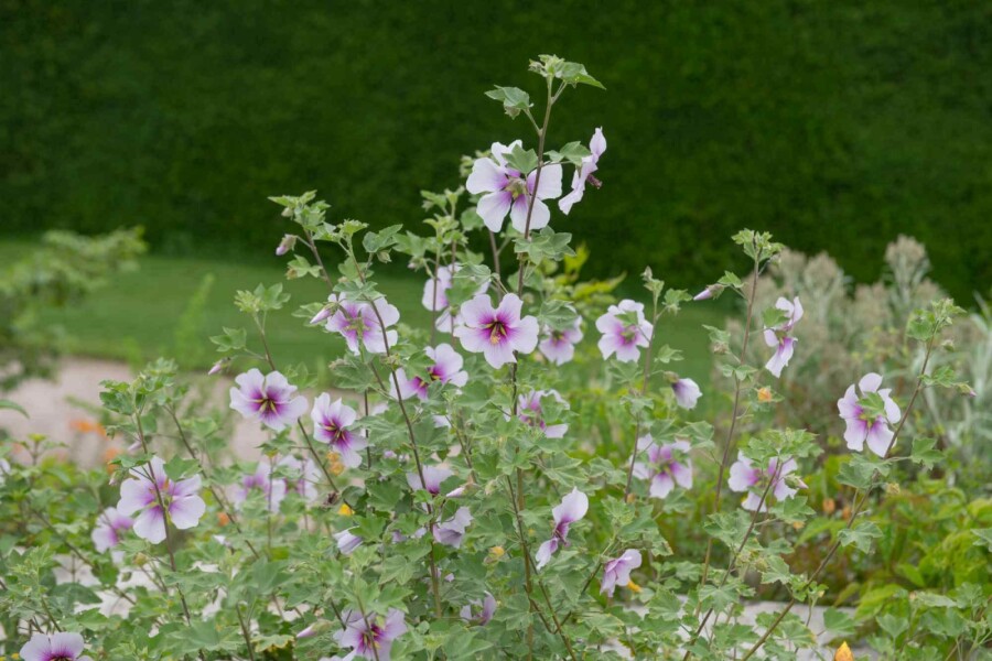 Lavatère maritime Lavatera maritima 5-10 pot P9 Lavatera maritima