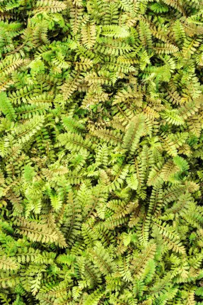 Leptinelle Leptinella potentillina 5-10 pot P9 Leptinella potentillina