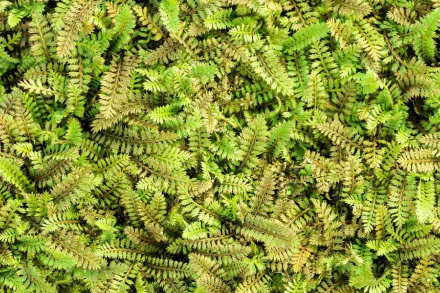 Leptinelle Leptinella potentillina 5-10 pot P9 Leptinella potentillina