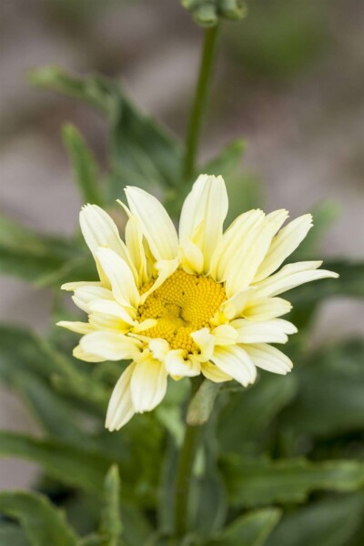 Marguerite Leucanthemum superbum 'Banana Cream' 5-10 pot P9 Leucanthemum superbum 'Banana Cream'