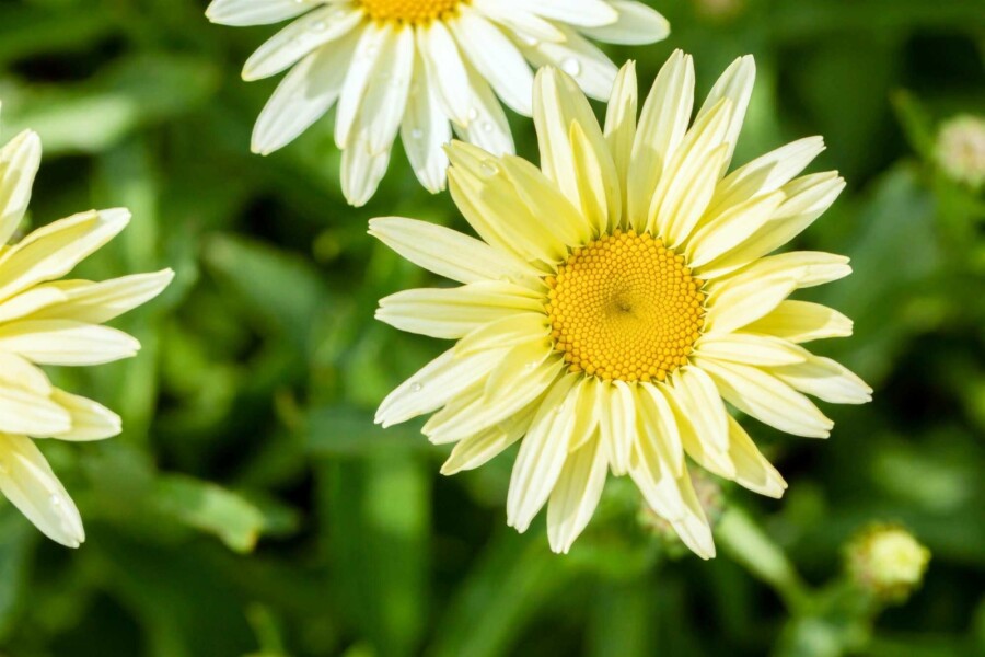Marguerite Leucanthemum superbum 'Banana Cream' 5-10 pot P9 Leucanthemum superbum 'Banana Cream'