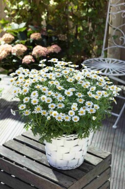 Leucanthème commun Leucanthemum vulgare 5-10 pot P9 Leucanthemum vulgare