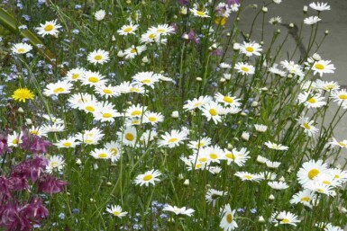 Leucanthème commun Leucanthemum vulgare 5-10 pot P9 Leucanthemum vulgare