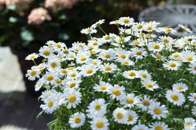 Leucanthème commun Leucanthemum vulgare 5-10 pot P9 Leucanthemum vulgare